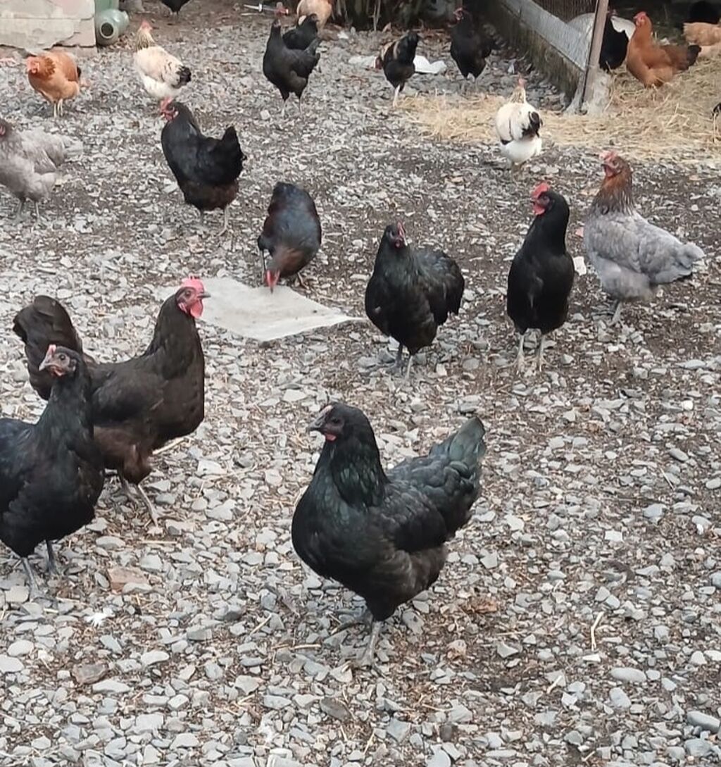 Toyuq, Yumurtalıq — Toyuq və xoruz, Qəbələ (3)