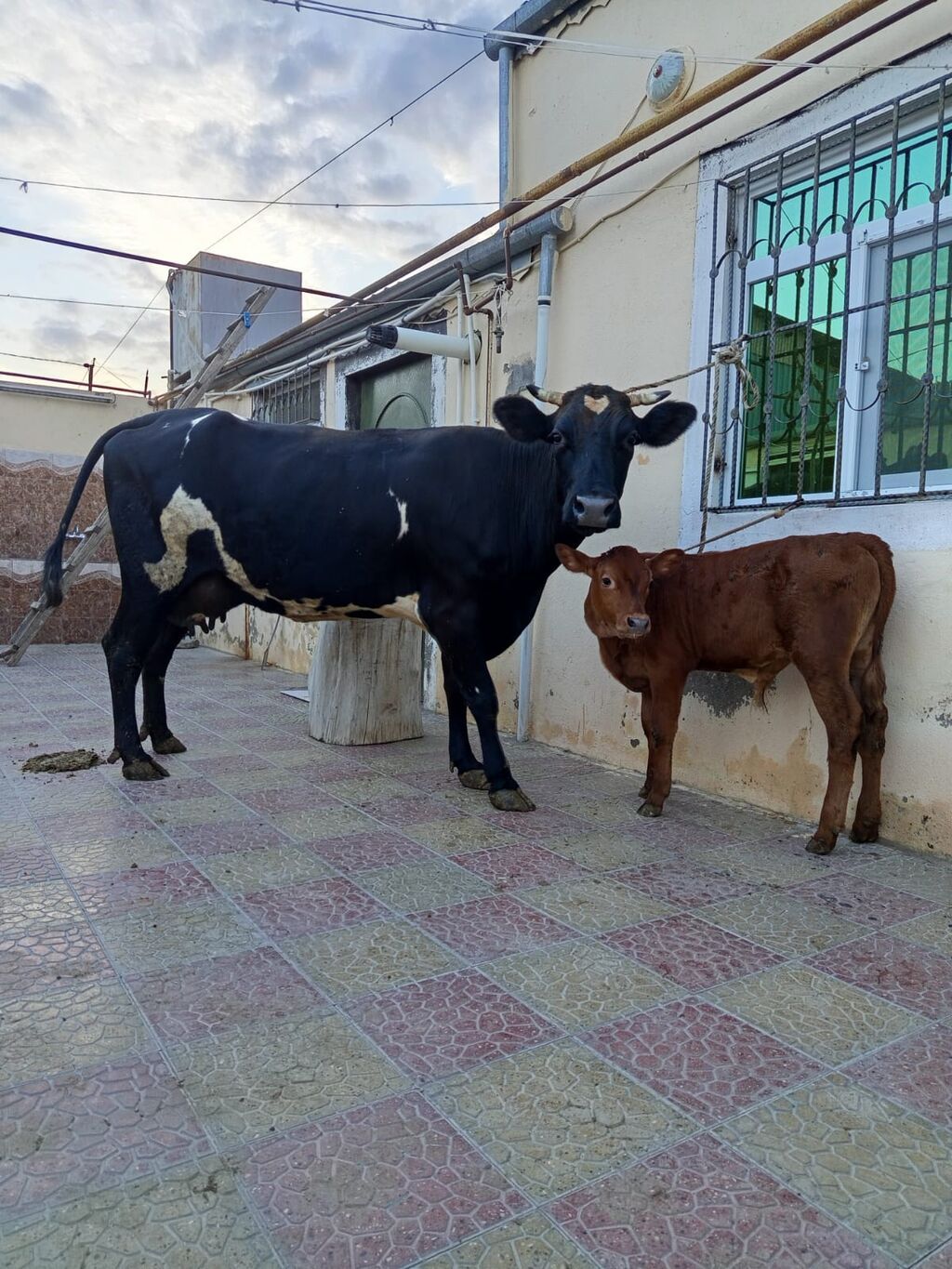 2ci qarna balali duye 2 aydi dogub balasi erkeydi sudu 18 lit elnende — Kənd təsərrüfatı heyvanları, Bakı (3)