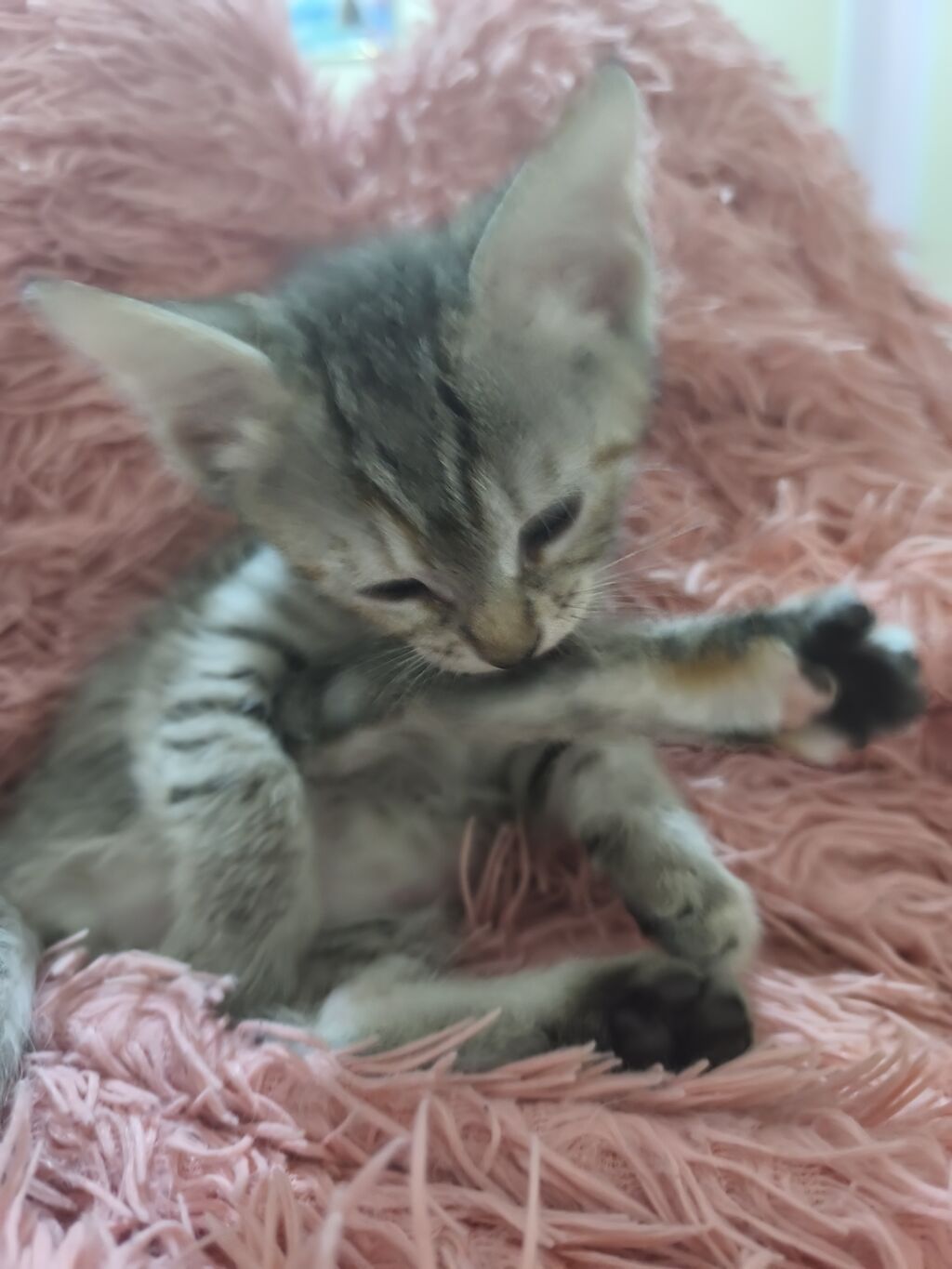 Tabbi, Yaxşı əllərə — Pişiklər, Bakı (6)