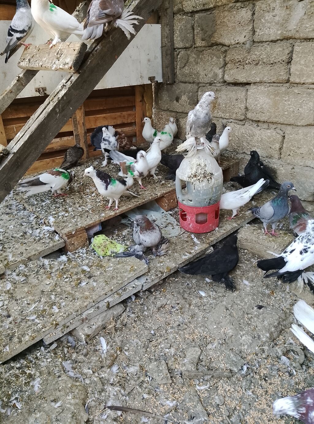 Salam 80 dene olar quş var hem dekarativ hem uçan qusdar yaxşı dirakon — Göyərçin, Digah (6)