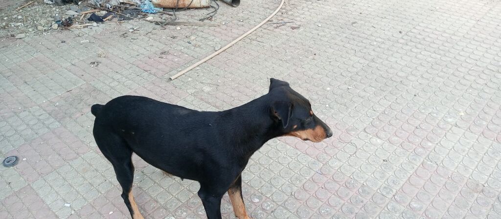 Doberman, 10 ay — Köpəklər, Digah (6)
