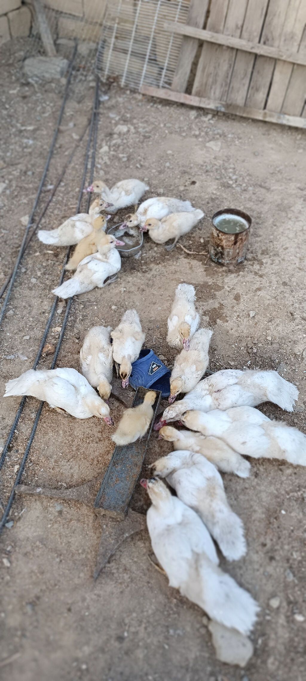 17 eded hami 200azn unvan Saray qesebesi — Digərləri, Saray (6)