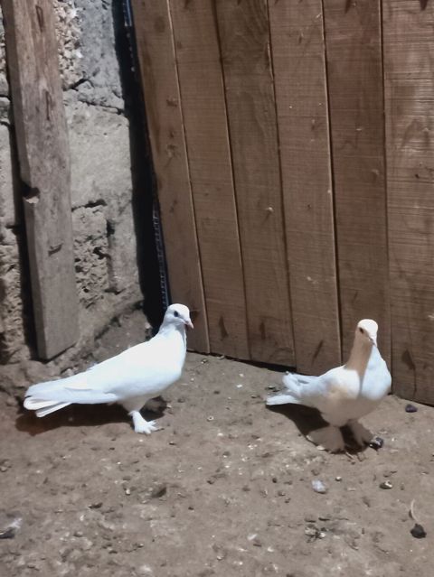 Ağ rəngli cüt göyərçin - Növ: dekorativ/ev göyərçinləri - Rəng: tam — Digah
