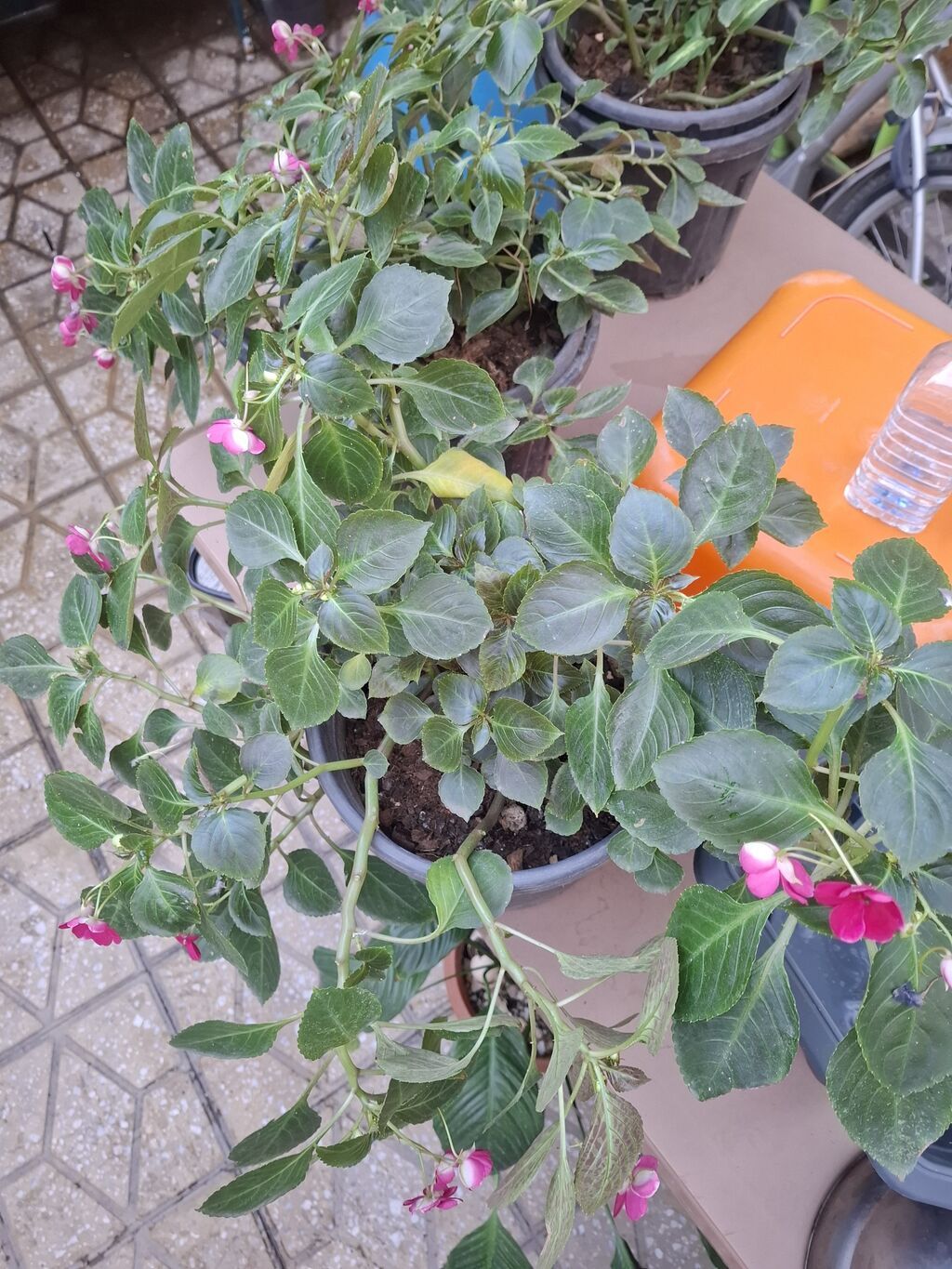 Impatiens (Balsamin) saksı gülü – canlı çəhrayı çiçəklərlə - Bitki — Qapı bitkələri, Bakı (8)