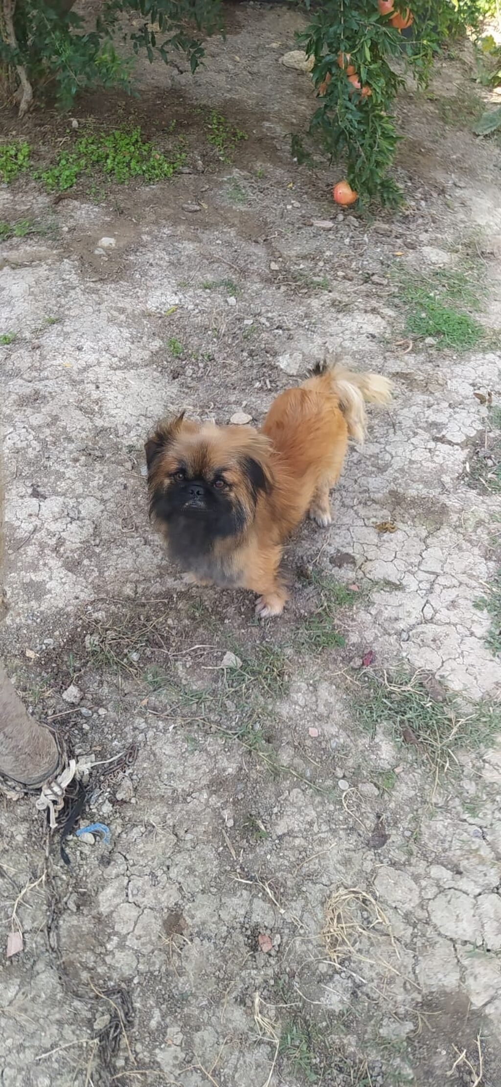 Pekines — Köpəklər, Digah (2)