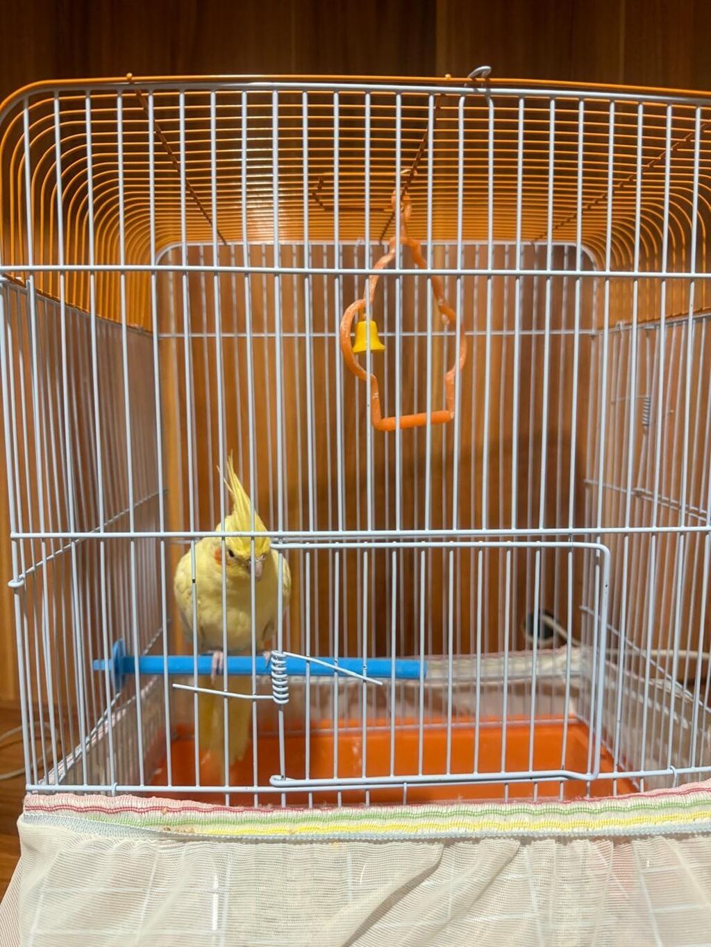 Növ: Nimfa (Cockatiel) – sarı rəng popuqay qefesle birlikte satilir — Digərləri, Bakı (5)