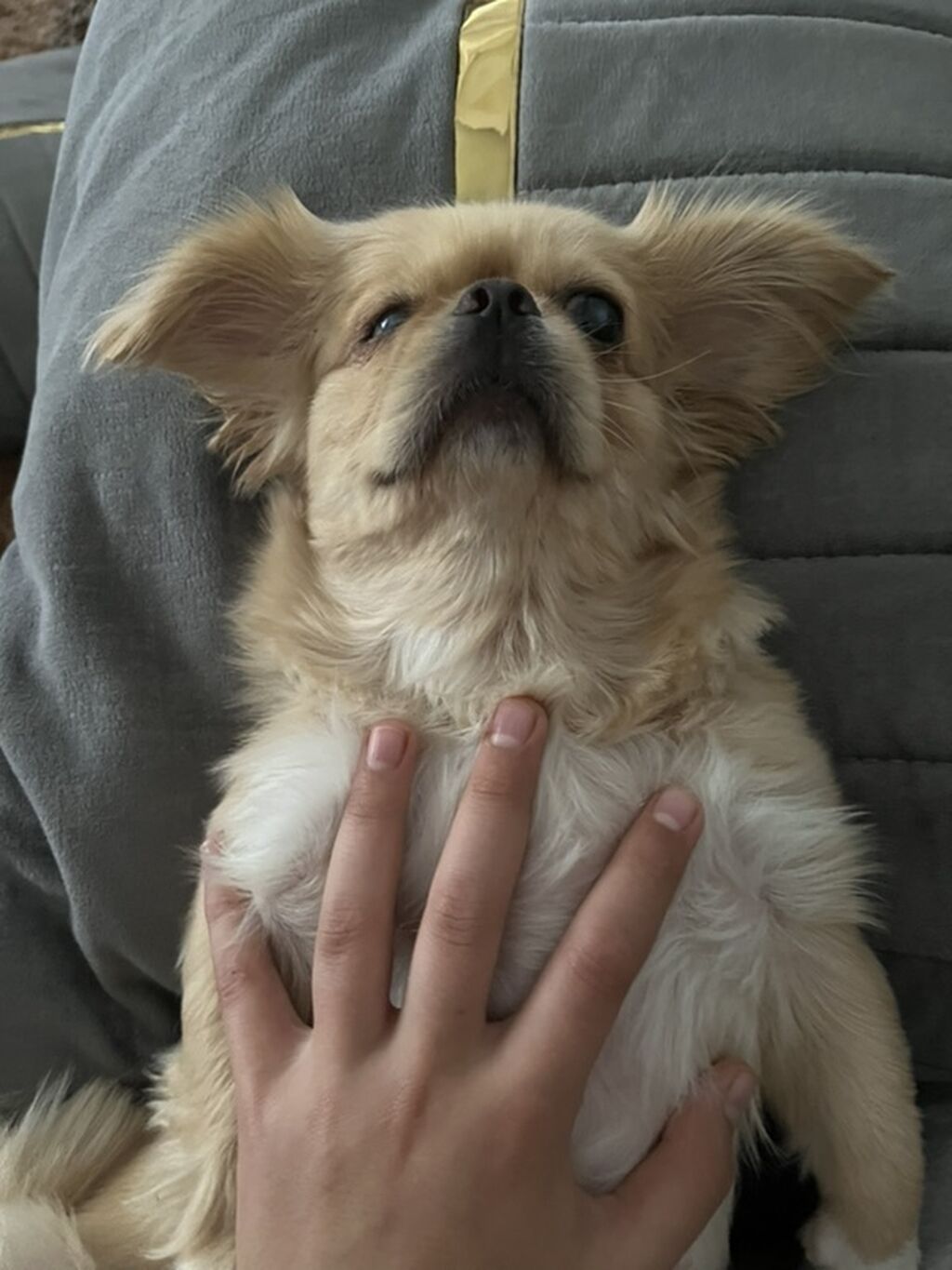 Pekines, 11 ay, Peyvəndli, Ödənişli çatdırılma — Köpəklər, Digah (2)