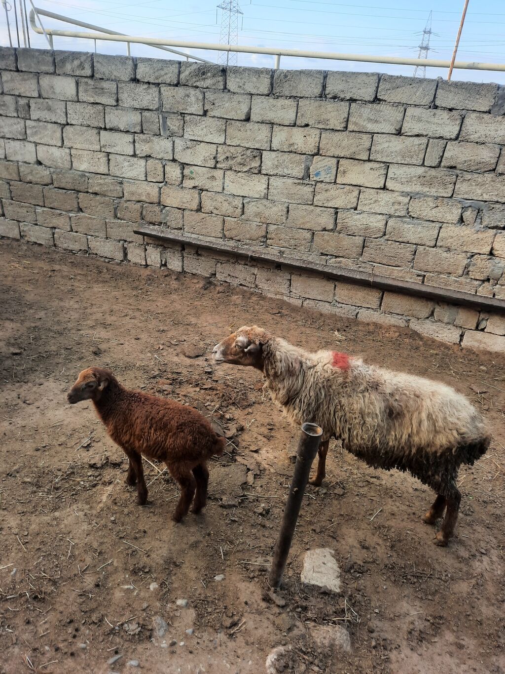 5Qoyun və5 quzu dəsti - Ana qoyun – südlü, quzu əmizdirir. Yerli — Kənd təsərrüfatı heyvanları, Mehdiabad (3)
