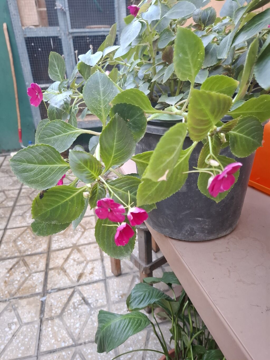 Impatiens (Balsamin) saksı gülü – canlı çəhrayı çiçəklərlə - Bitki — Qapı bitkələri, Bakı (5)