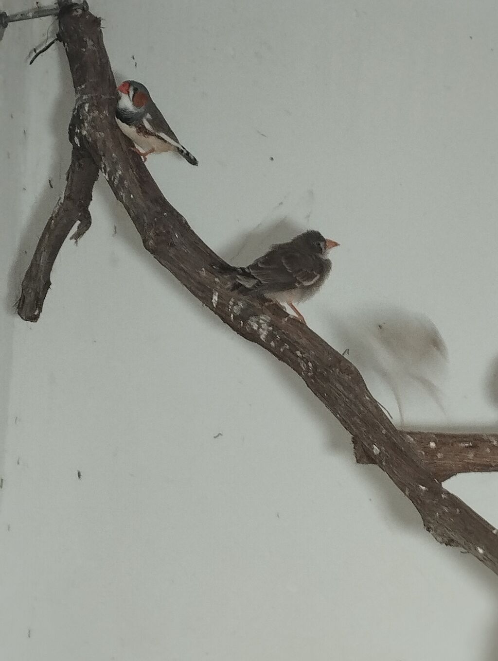 Zebra ispinozları (Taeniopygia guttata) – ev quşları üçün seçmə sürü — Digərləri, Digah (2)