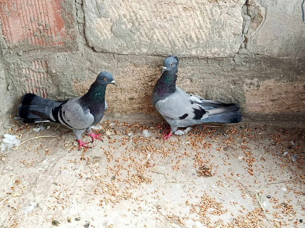 Salam Qusdar tergidilir qiymət üçün yazilib her cütlüyün öz — Göyərçin, Saatlı (5)