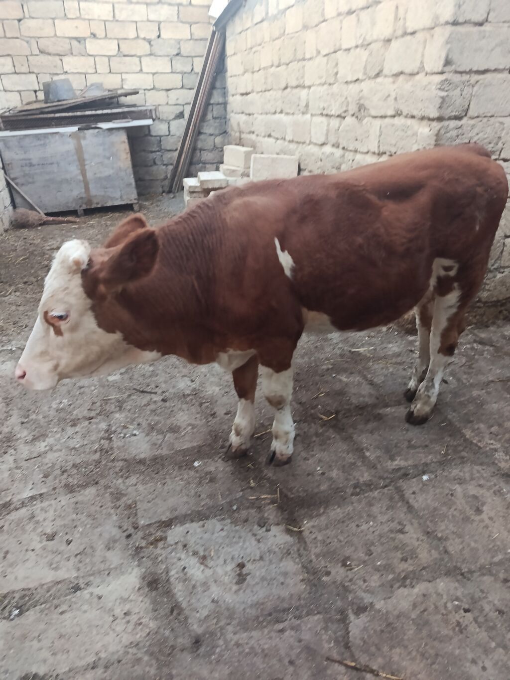 Dana, buzov, Dişi, Simental, ay: 9, Damazlıq — Kənd təsərrüfatı heyvanları, Bakı (4)