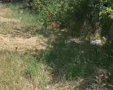 Həyət evləri Satılır Sabunçu r., Maştağa q., 3 otaq, 60 m² — Ev, villa, Bakı (7)