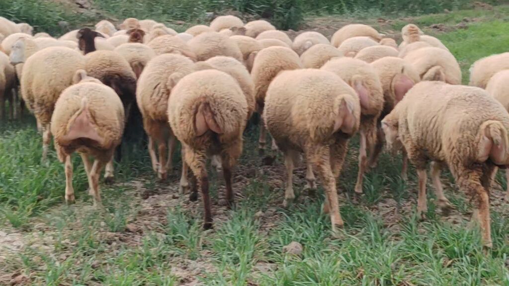 Qoyun sürüsü – süd və ət istiqamətli dişi heyvanlar - Növ: yerli — Kənd təsərrüfatı heyvanları, Beyləqan (5)