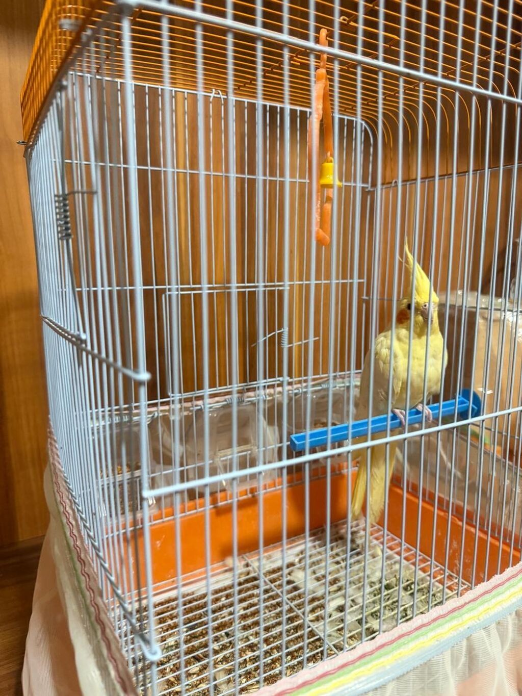 Növ: Nimfa (Cockatiel) – sarı rəng popuqay qefesle birlikte satilir — Digərləri, Bakı (4)