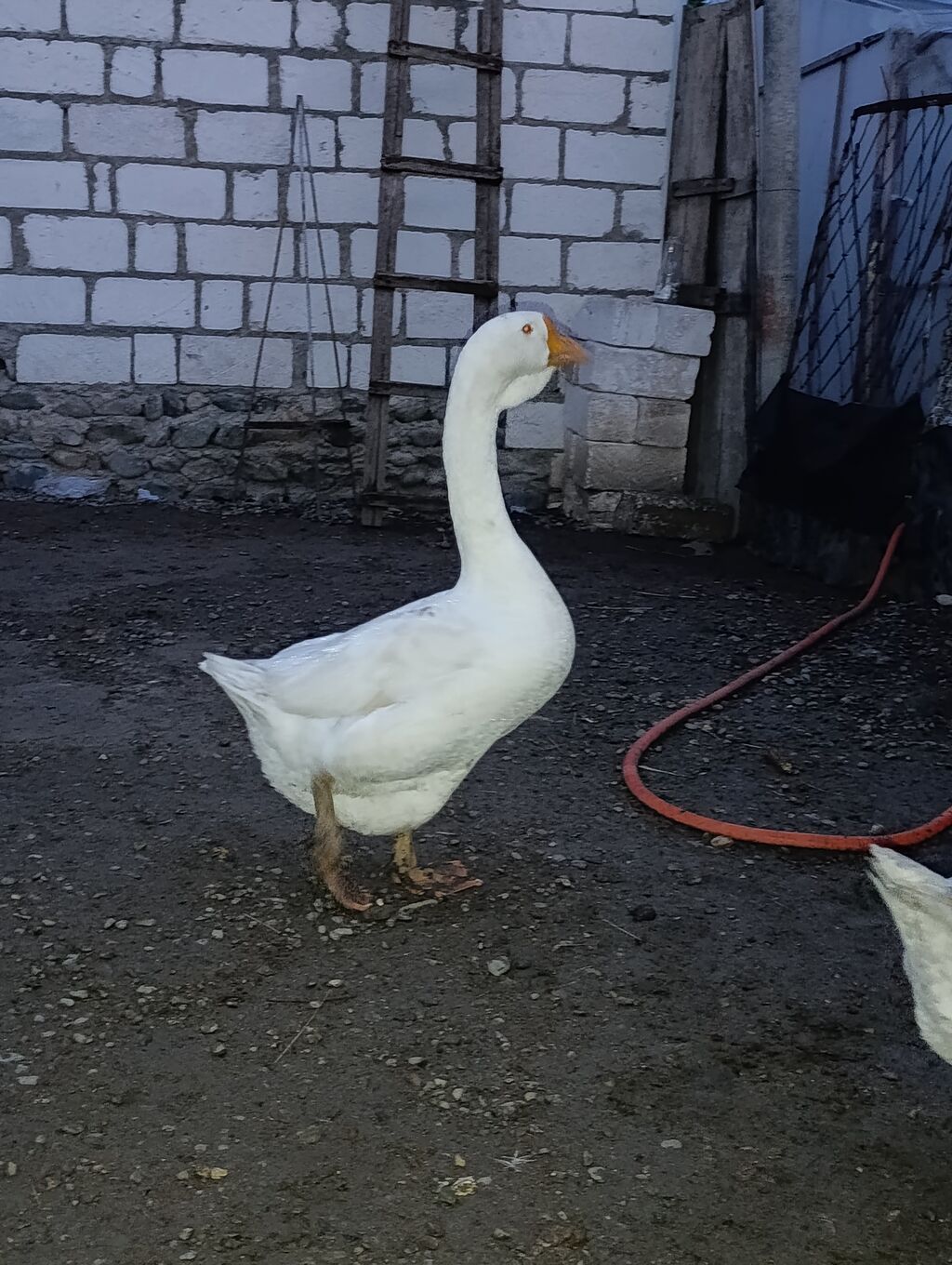 Erkək, Xolmogor, Damazlıq — Digərləri, Ağstafa