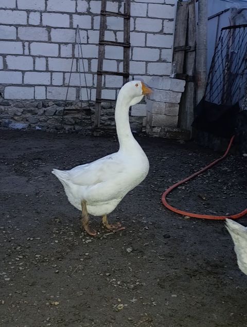 Erkək, Xolmogor, Damazlıq — Ağstafa