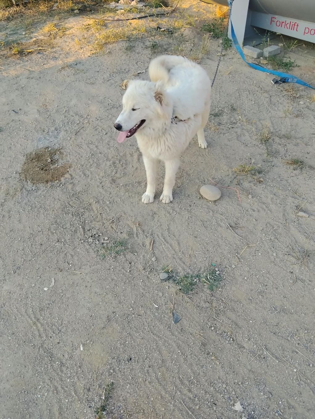 Samoyed, 9 ay, Dişi — Köpəklər, Digah (2)