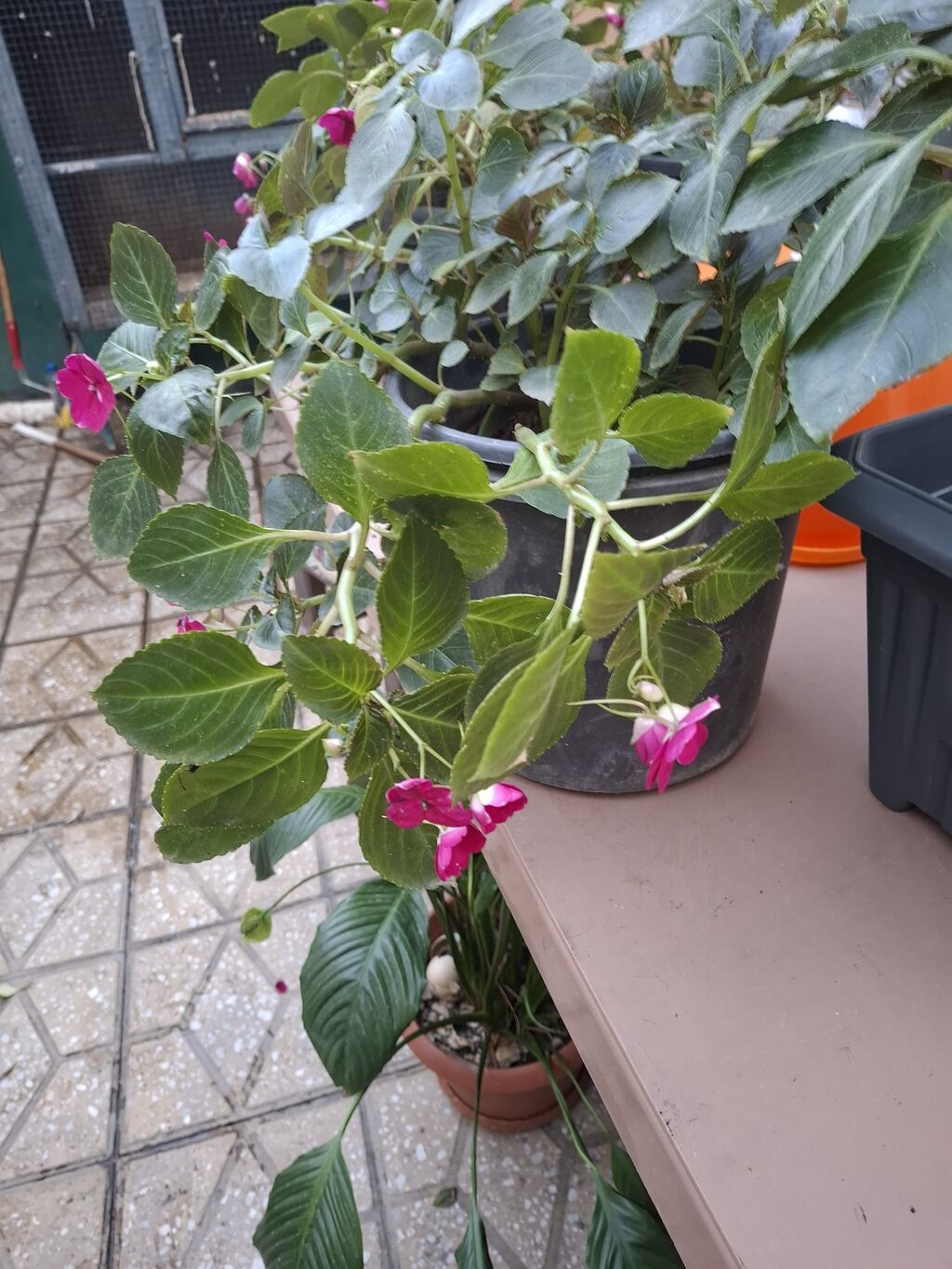 Impatiens (Balsamin) saksı gülü – canlı çəhrayı çiçəklərlə - Bitki — Qapı bitkələri, Bakı (10)