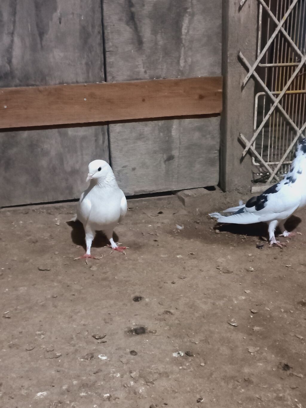 Məhsul: Ev göyərçinləri (cüt) Təsvir: - Rənglər: biri tam ağ, digəri — Göyərçin, Digah (3)