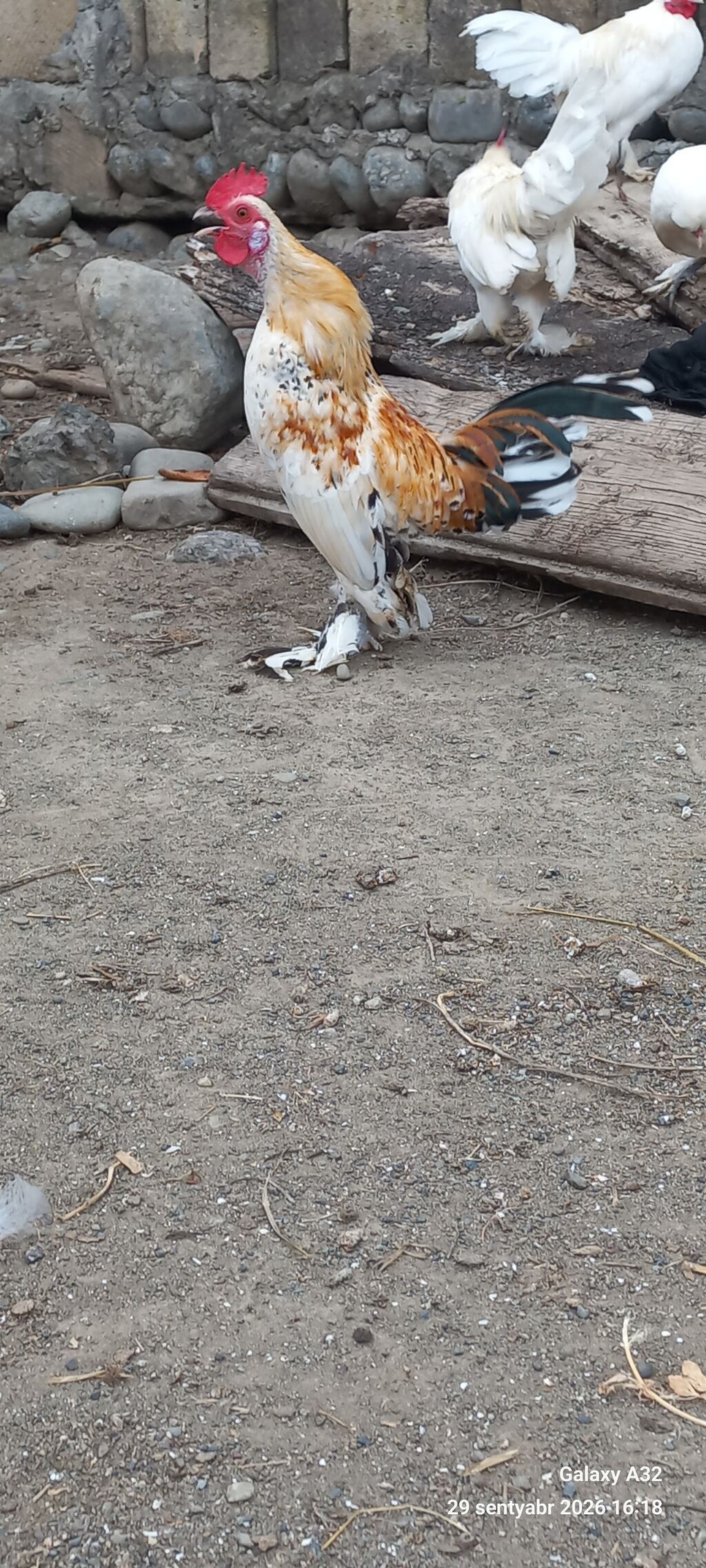 Tam sağlam 6 aylıq cır yaponkalar.Unvan Lənkəran Bakıya 20yanvara və — Toyuq və xoruz, Lənkəran (4)