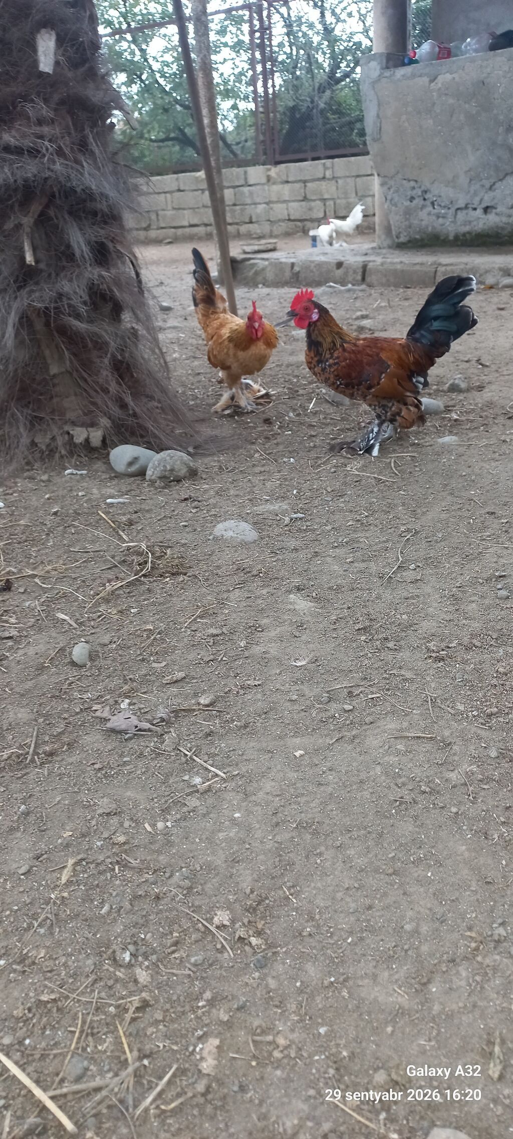 Tam sağlam 6 aylıq cır yaponkalar.Unvan Lənkəran Bakıya 20yanvara və — Toyuq və xoruz, Lənkəran (7)