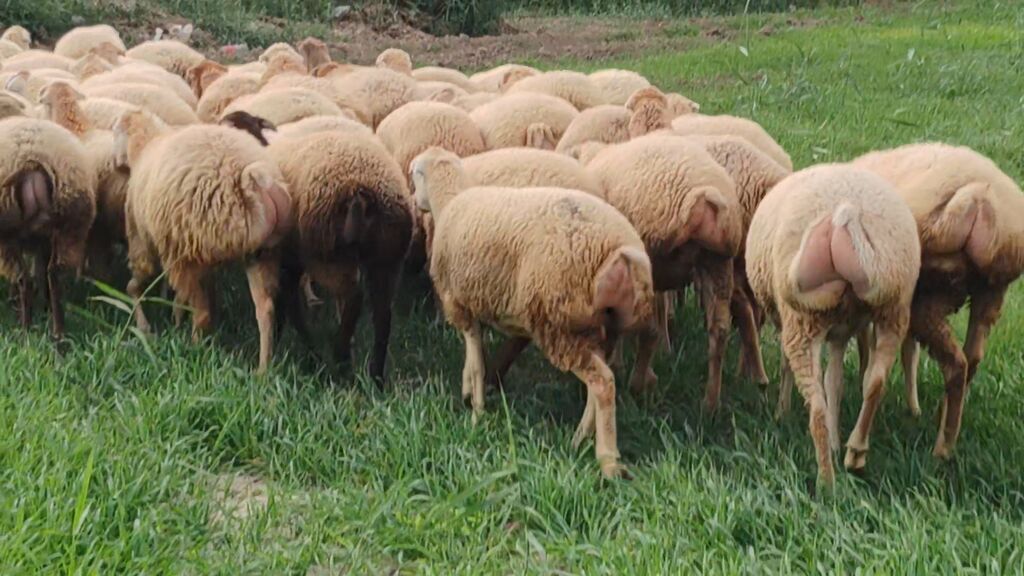 Qoyun sürüsü – süd və ət istiqamətli dişi heyvanlar - Növ: yerli — Kənd təsərrüfatı heyvanları, Beyləqan (7)