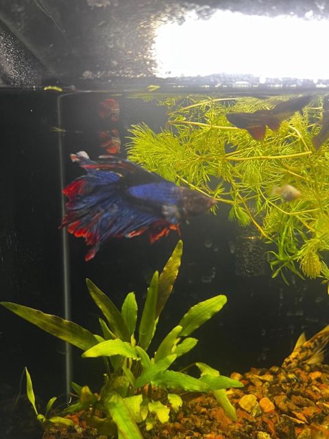 Betta (Petuşok balığı) — Bakı