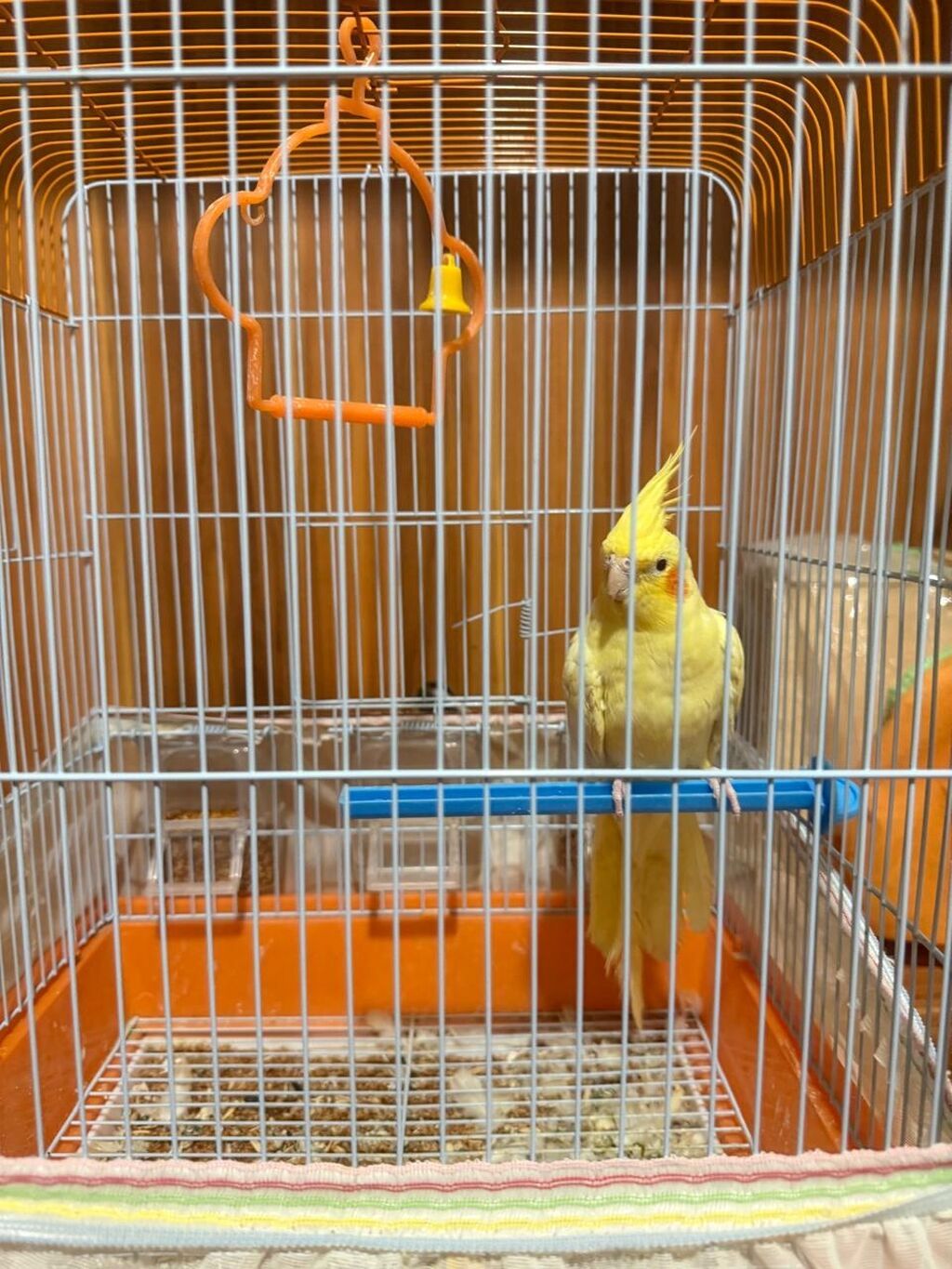 Növ: Nimfa (Cockatiel) – sarı rəng popuqay qefesle birlikte satilir — Digərləri, Bakı (7)