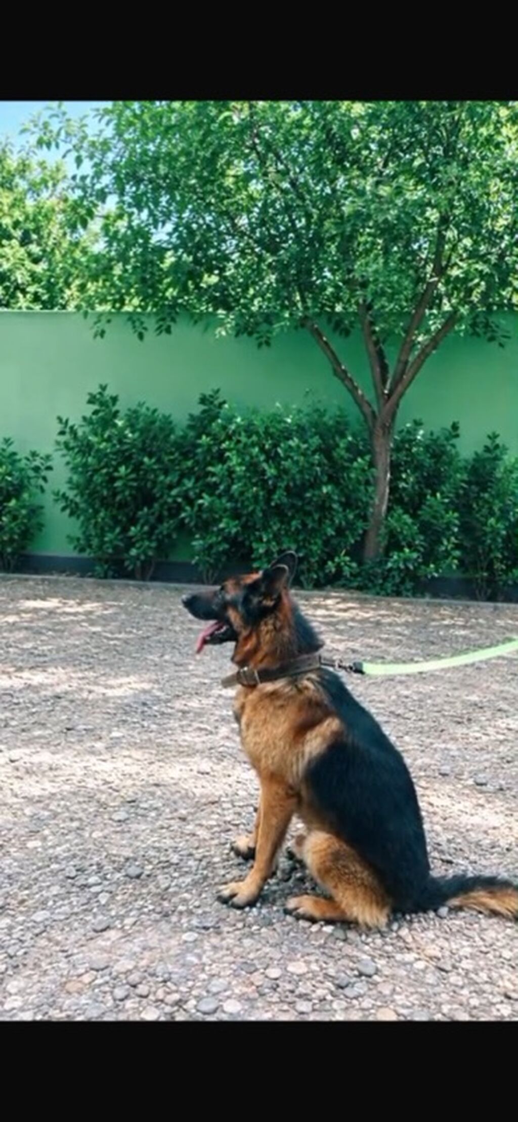 Alman çoban iti — Köpəklər, Bakı (4)