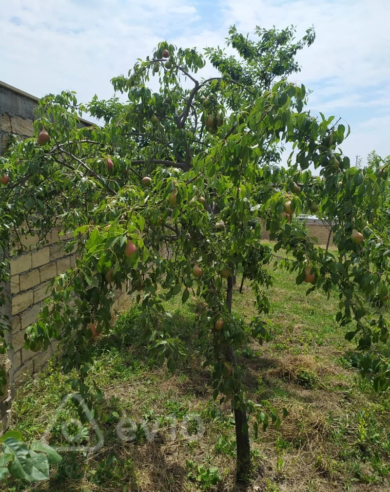 4 otaqlı həyət evi, 328 m², Şamaxı rayonu, Nağaraxana kəndi — Ev, villa, Şamaxı (12)