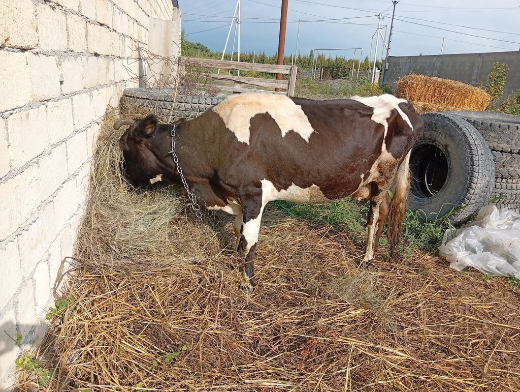 Dişi, il: 5, 400 kq, Damazlıq, Ünvandan götürmə — Kənd təsərrüfatı heyvanları, Xaçmaz (2)