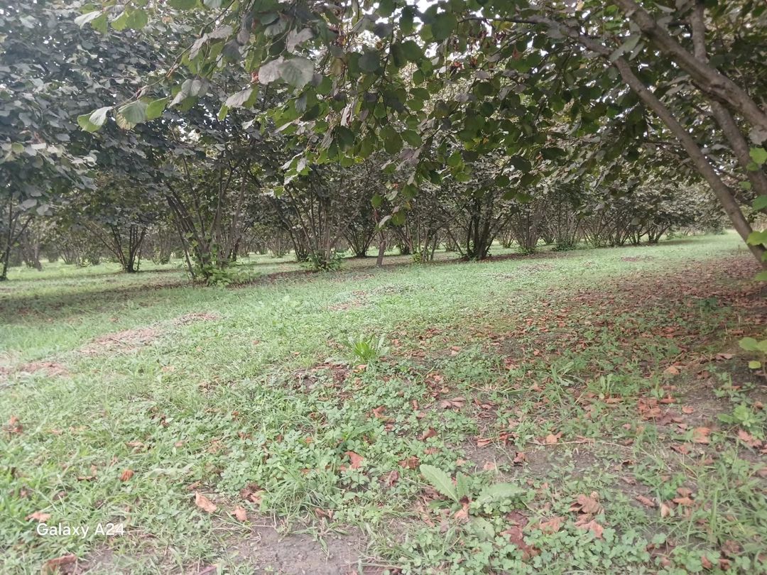 Satılır torpaq 190 sot — Torpaq, Zaqatala (2)