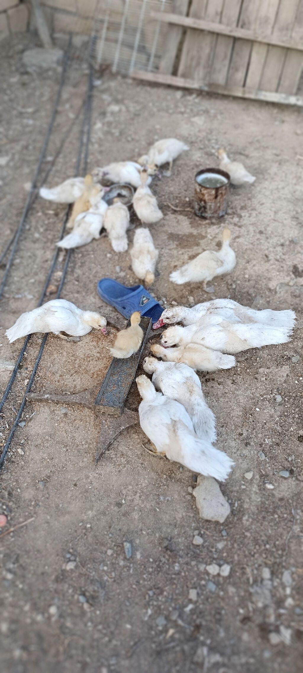 17 eded hami 200azn unvan Saray qesebesi — Digərləri, Saray (5)
