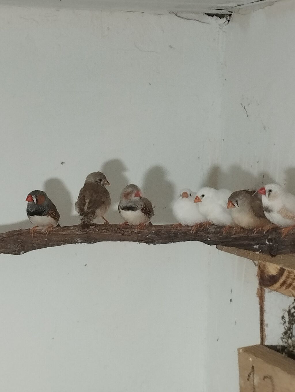 Zebra ispinozları (Taeniopygia guttata) – ev quşları üçün seçmə sürü — Digərləri, Digah (3)