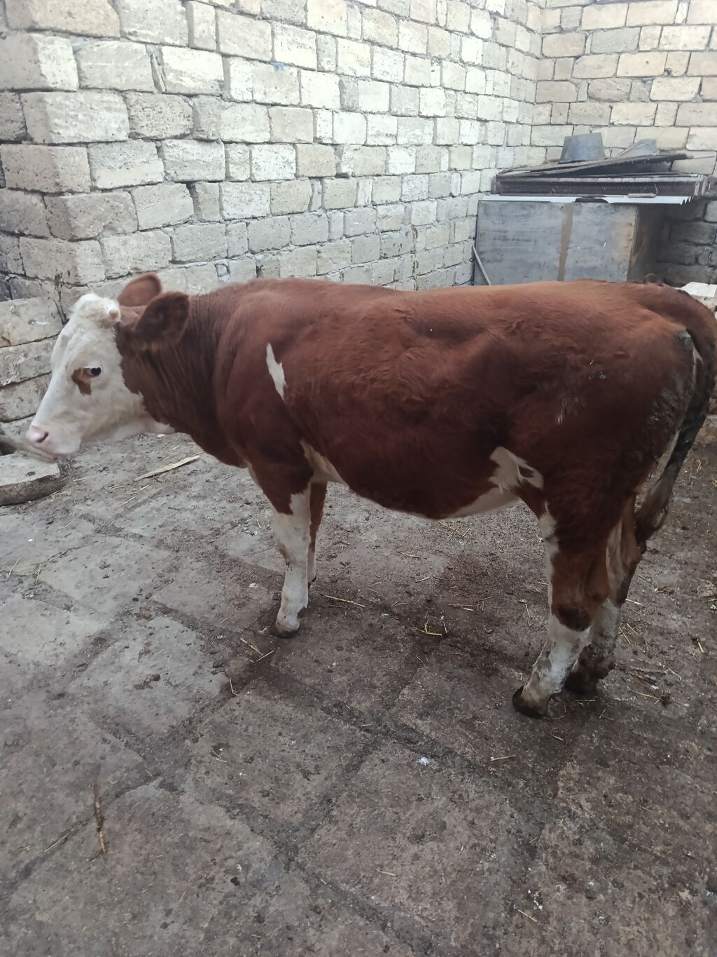 Dana, buzov, Dişi, Simental, ay: 9, Damazlıq — Kənd təsərrüfatı heyvanları, Bakı (2)