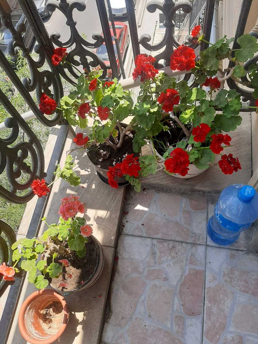 İcarəyə verilir 2 otaqlı köhnə tikili 60 m² — Mənzil, Bakı (8)