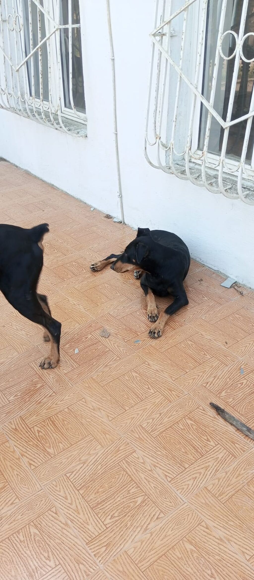 Doberman, 10 ay — Köpəklər, Digah (5)