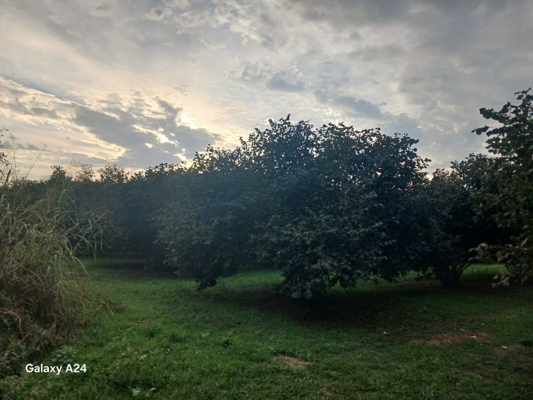 Satılır torpaq 190 sot — Torpaq, Zaqatala (8)
