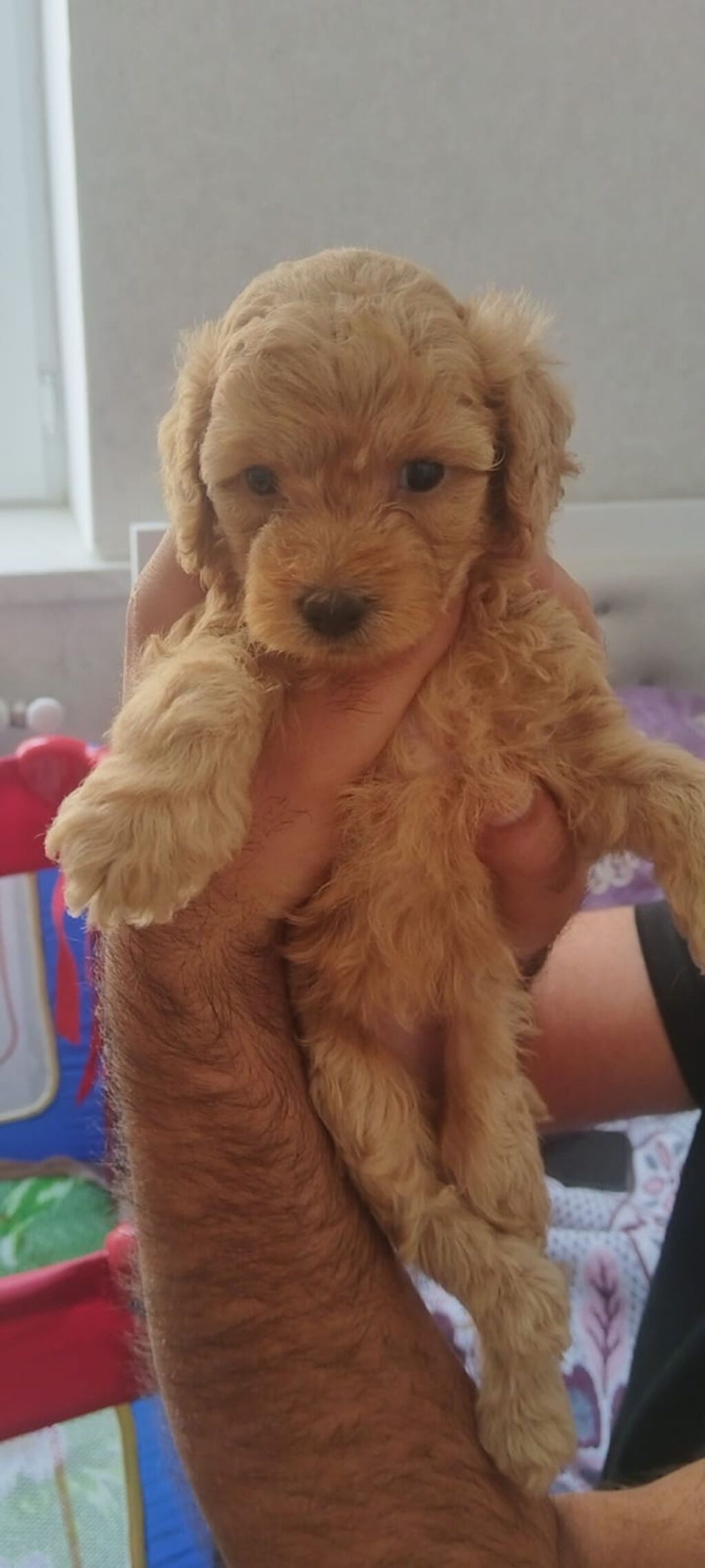 Pudel, 1 ay — Köpəklər, Bakı (10)