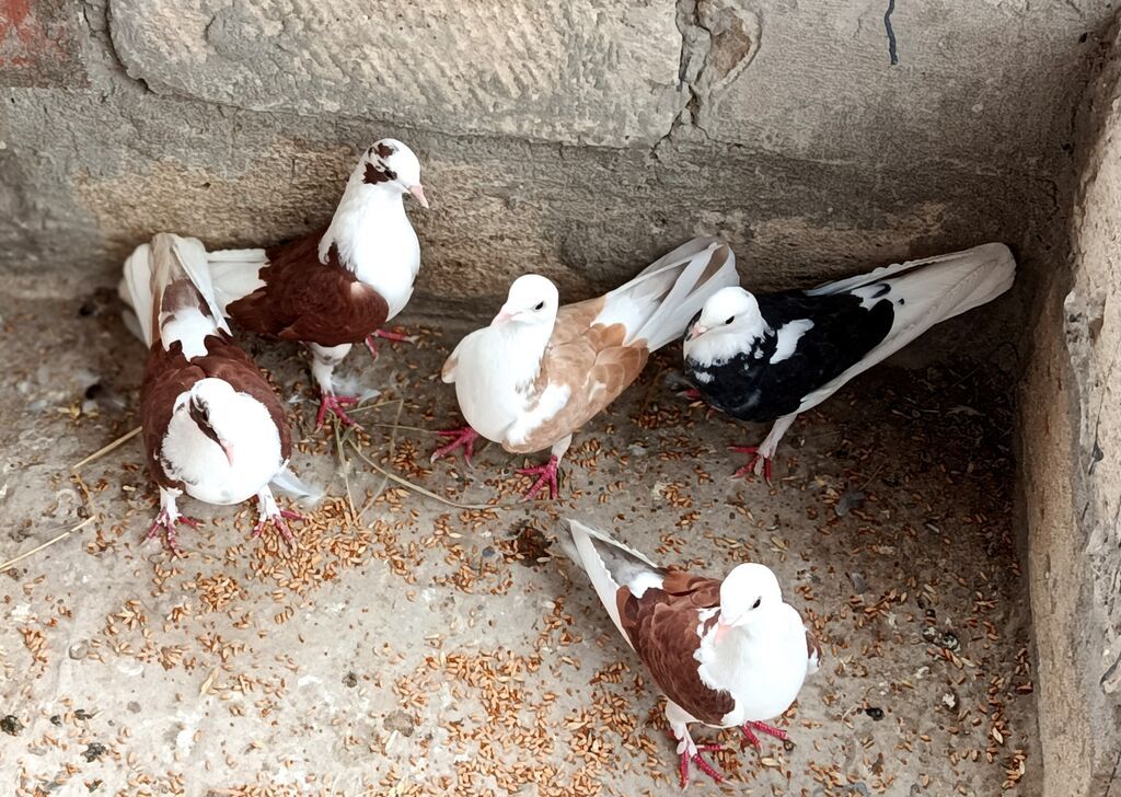 Salam Qusdar tergidilir qiymət üçün yazilib her cütlüyün öz — Göyərçin, Saatlı (3)