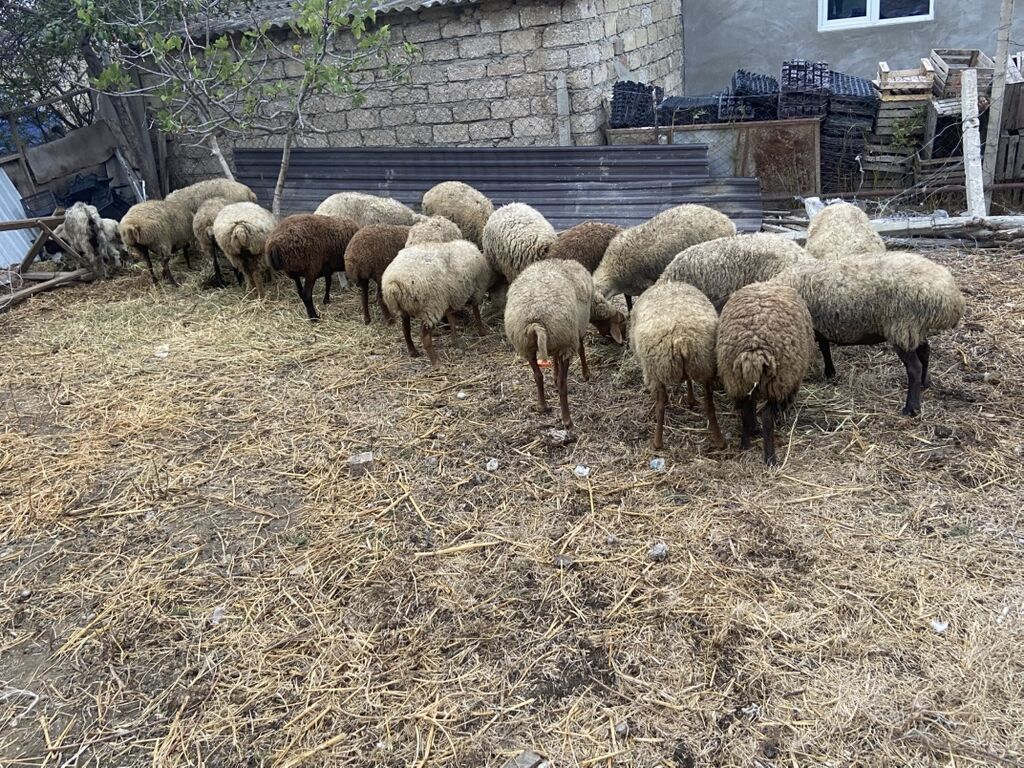 21 baş heyvandın 16 ana qoyun 2 si quzu 13-12 kq quzudu 1 qoçdu 1 dənə — Kənd təsərrüfatı heyvanları, Şabran (2)
