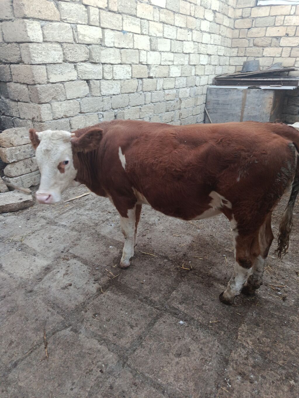Dana, buzov, Dişi, Simental, ay: 9, Damazlıq — Kənd təsərrüfatı heyvanları, Bakı