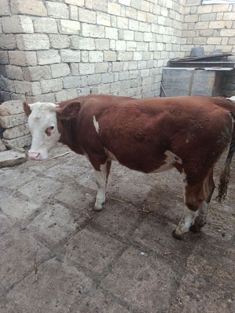 Dana, buzov, Dişi, Simental, ay: 9, Damazlıq — Bakı