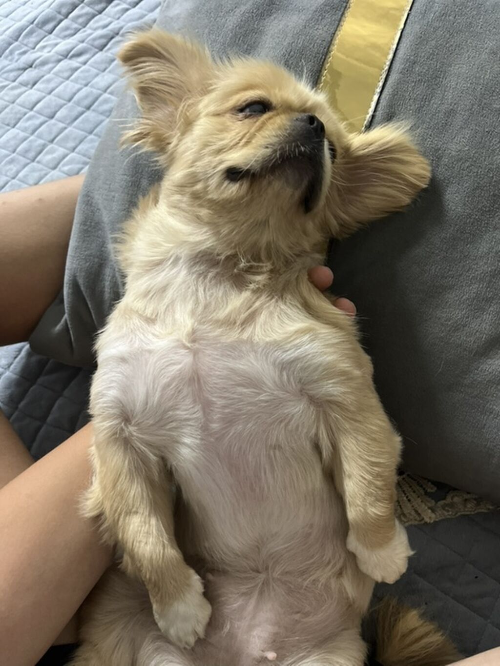 Pekines, 11 ay, Peyvəndli, Ödənişli çatdırılma — Köpəklər, Digah (4)