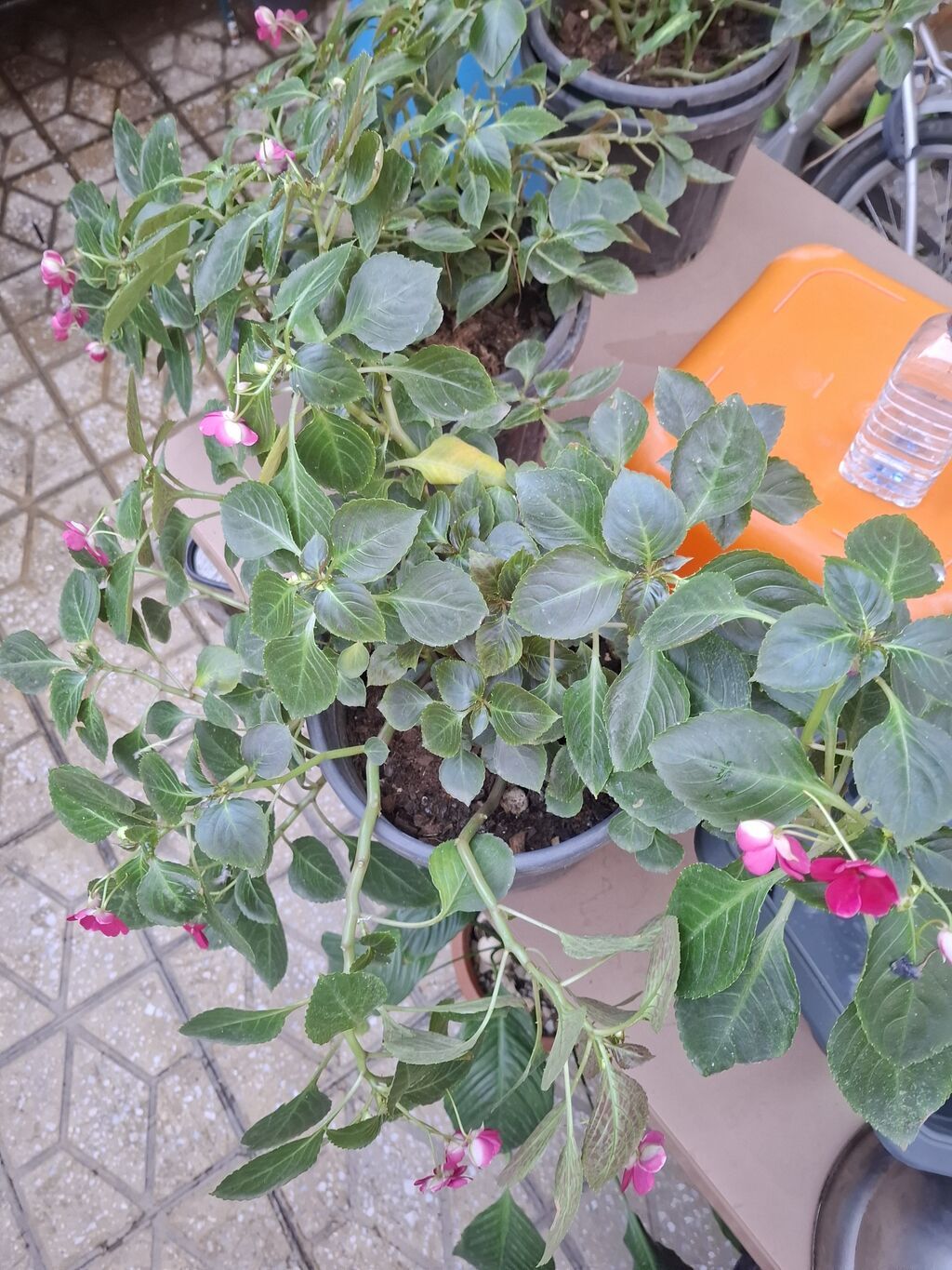 Impatiens (Balsamin) saksı gülü – canlı çəhrayı çiçəklərlə - Bitki — Qapı bitkələri, Bakı (7)