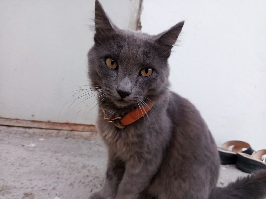 Boz rəngli pişik – qızılı gözlər, qısa-orta uzunluqda tüklər, uzun — Pişiklər, Digah (2)