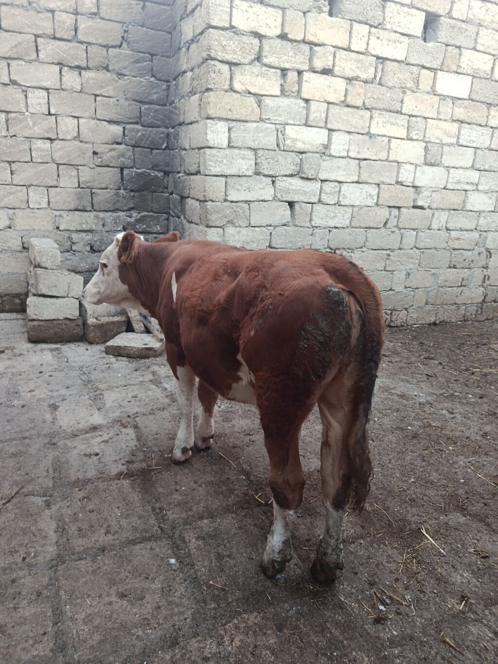 Dana, buzov, Dişi, Simental, ay: 9, Damazlıq — Kənd təsərrüfatı heyvanları, Bakı (5)