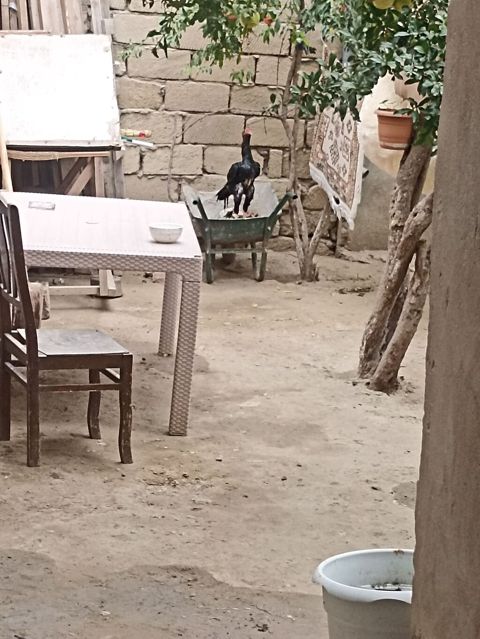 Salam Mayda cxıb Heyvanın qana cinsinə söz yoxdu sadəcə baxamram işdə — Digah