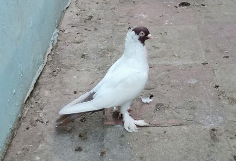 Qızğın erkeydi qiymət sondu ünvan Biləcəri — Bakı
